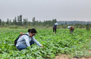 沙畫的青春 ——記恩格貝生態(tài)示范區(qū)技術(shù)員劉雪芹