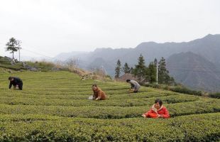 近40萬畝茶園陸續(xù)開采，荒野茶成新寵