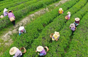 南方有嘉木 五邑茶飄香