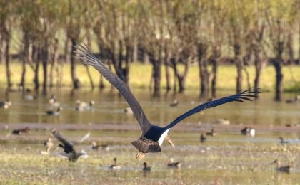 罕見！17只“鳥中大熊貓”打卡三門峽黃河濕地