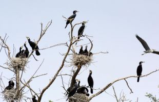 精準識別珍稀鳥類新方法