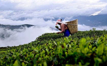 讓小茶葉闖出“大名堂”