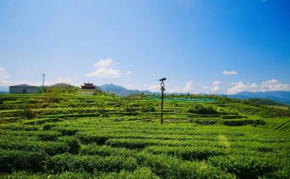 四川萬源推進茶農旅融合發(fā)展：茶區(qū)變景區(qū)，茶山變金山