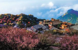 從古樹名木到生物多樣性——泰山景區(qū)如此呵護(hù)自然饋贈(zèng) 