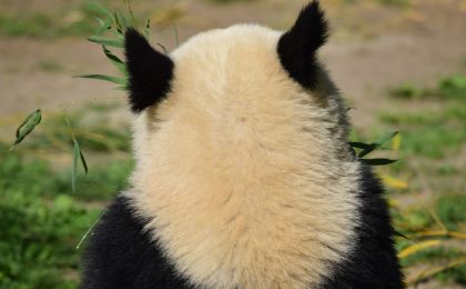 保護(hù)生物多樣性的“中國(guó)案例”獲多國(guó)人士點(diǎn)贊