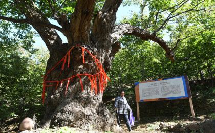 密云栗樹王樹齡鑒定超過800年