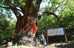 密云栗樹王樹齡鑒定超過800年