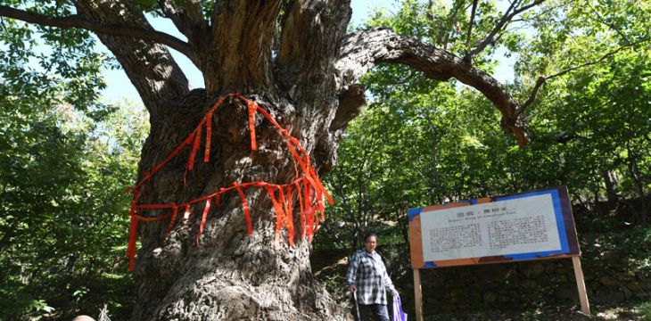 密云栗樹王樹齡鑒定超過800年