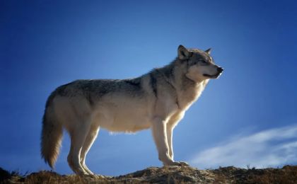 可可西里孤狼變胖狼！大肆投喂野生動物影響生態(tài)鏈健康