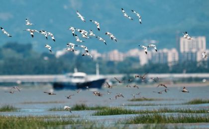 閩江河口濕地獲風(fēng)景園林國際大獎