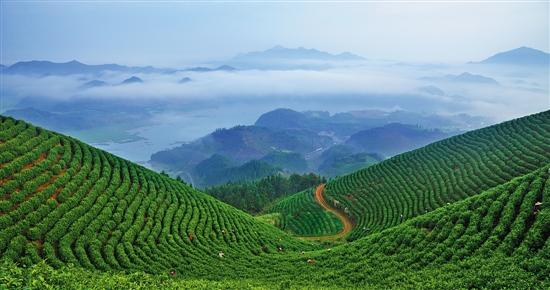 浙江植樹(shù).jpg