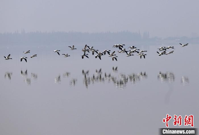 洞庭湖區(qū)大通湖內(nèi)，越冬候鳥掠過水面?！⌒熹?攝