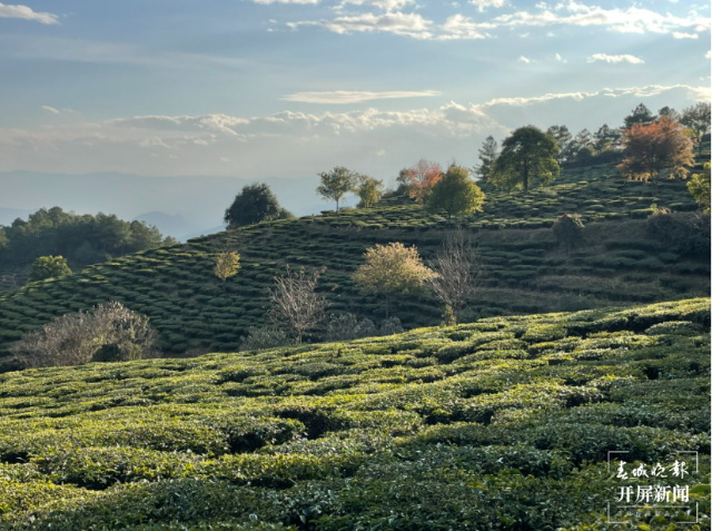 雙柏縣白竹山茶業(yè):以“茶”致富，謀劃生態(tài)致富經(jīng)（馬藝寧 攝）