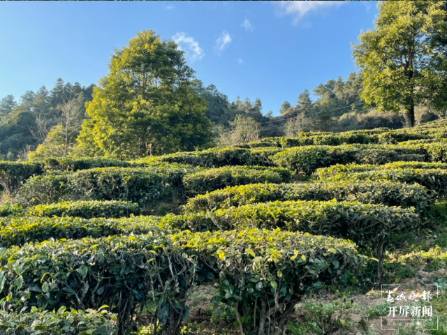 雙柏縣白竹山茶業(yè):以“茶”致富，謀劃生態(tài)致富經(jīng)（馬藝寧 攝）