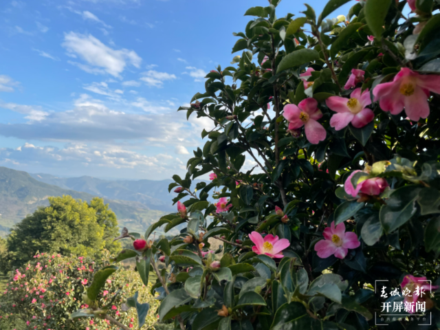 雙柏縣白竹山茶業(yè):以“茶”致富，謀劃生態(tài)致富經(jīng)（馬藝寧 攝）