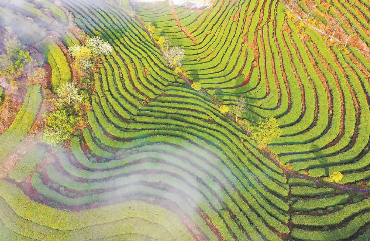 位于壽寧縣清源鎮(zhèn)的霧晟峰生態(tài)茶園里，云霧繚繞的茶山如詩如畫。