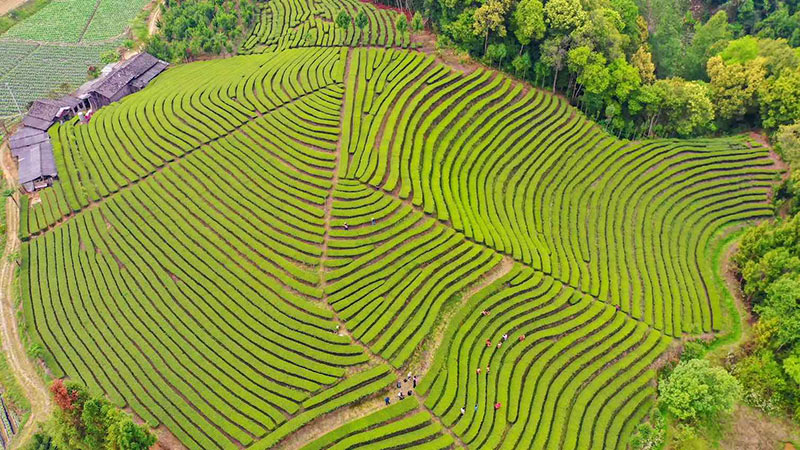 茶旅融合助力鄉(xiāng)村振興。 龔德濤攝