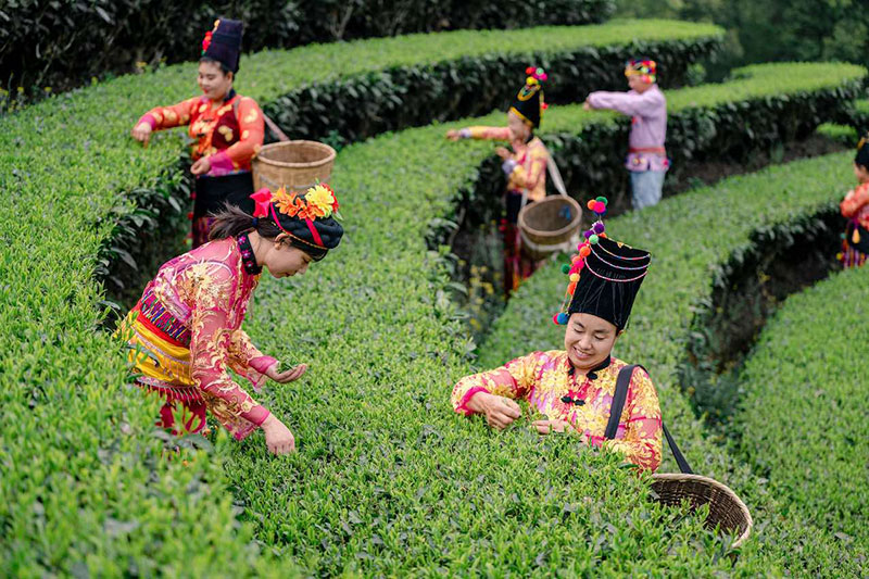 茶旅融合助力鄉(xiāng)村振興。 龔德濤攝