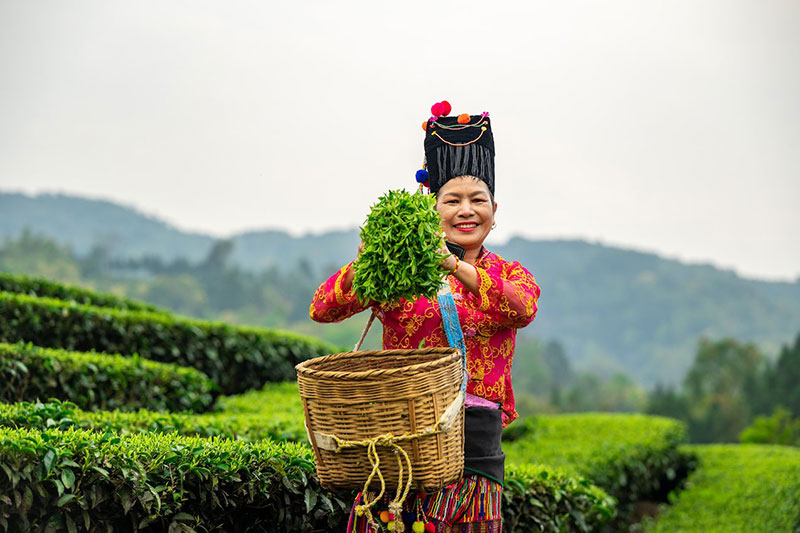 茶旅融合助力鄉(xiāng)村振興。 龔德濤攝