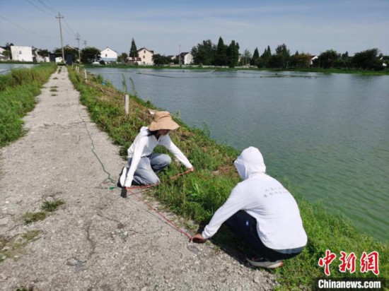 高校師生普查浙江24個(gè)縣市區(qū)發(fā)現(xiàn)165種外來(lái)入侵植物