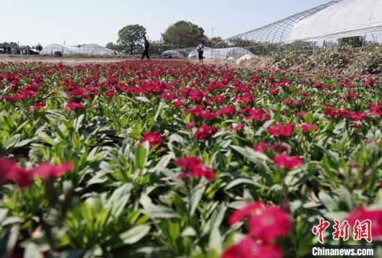 南昌市東湖區(qū)揚(yáng)子洲鎮(zhèn)南洲村種植的大面積花卉。　含章　攝