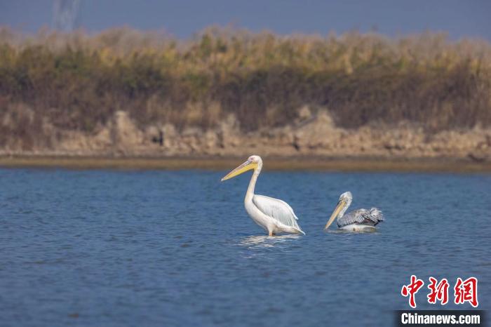 國家一級保護野生動物白鵜鶘再現河北曹妃甸