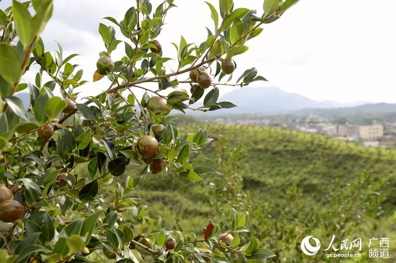 廣西的油茶種植基地。鄭文虹 攝