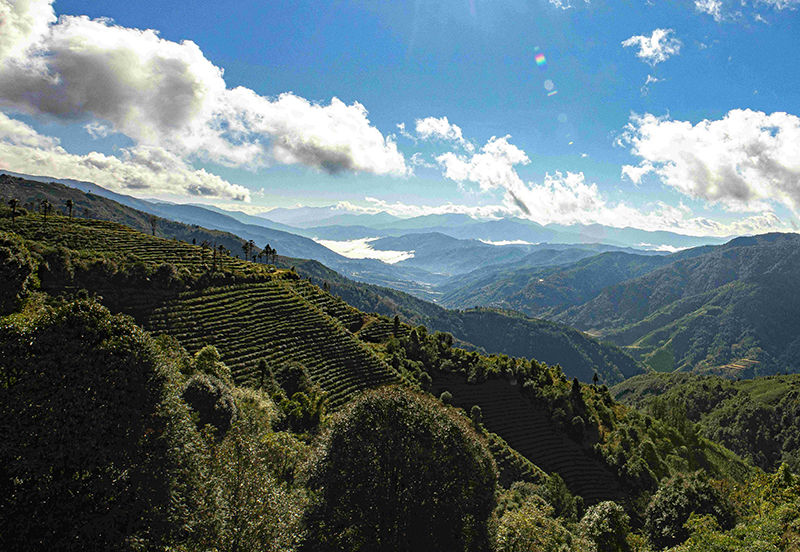 【圖3】綠春縣甜水塘古茶山。盧一華攝