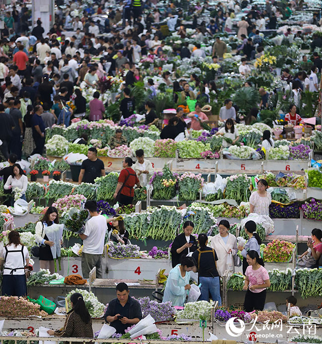 昆明斗南花卉市場內(nèi)人潮涌動，前來選購鮮花的市民和游客絡繹不絕。人民網(wǎng)記者 李發(fā)興攝