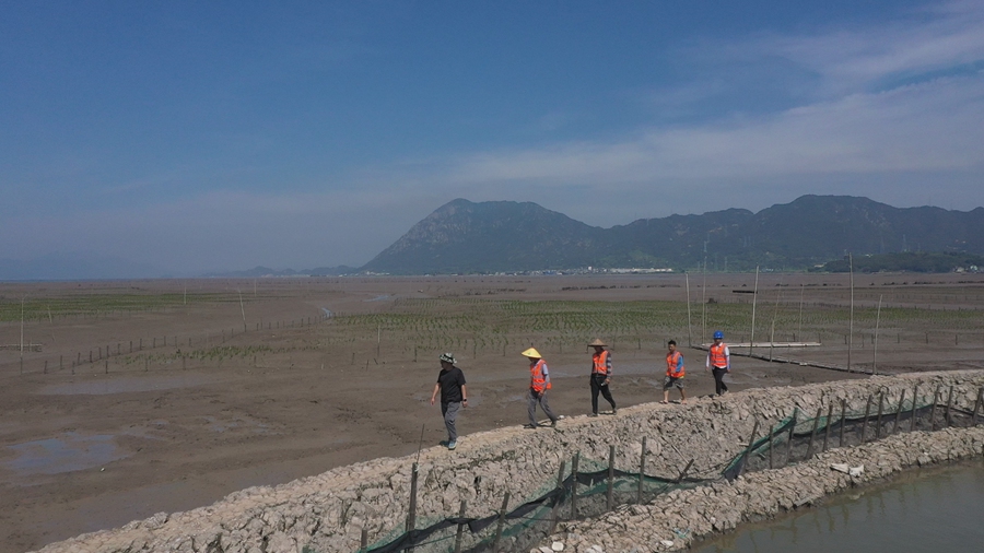 近年來，霞浦縣大力推廣紅樹林種植，面積已達(dá)5000多畝，顯著改善了灘涂生態(tài)環(huán)境。葉志堅(jiān) 楊鋒攝